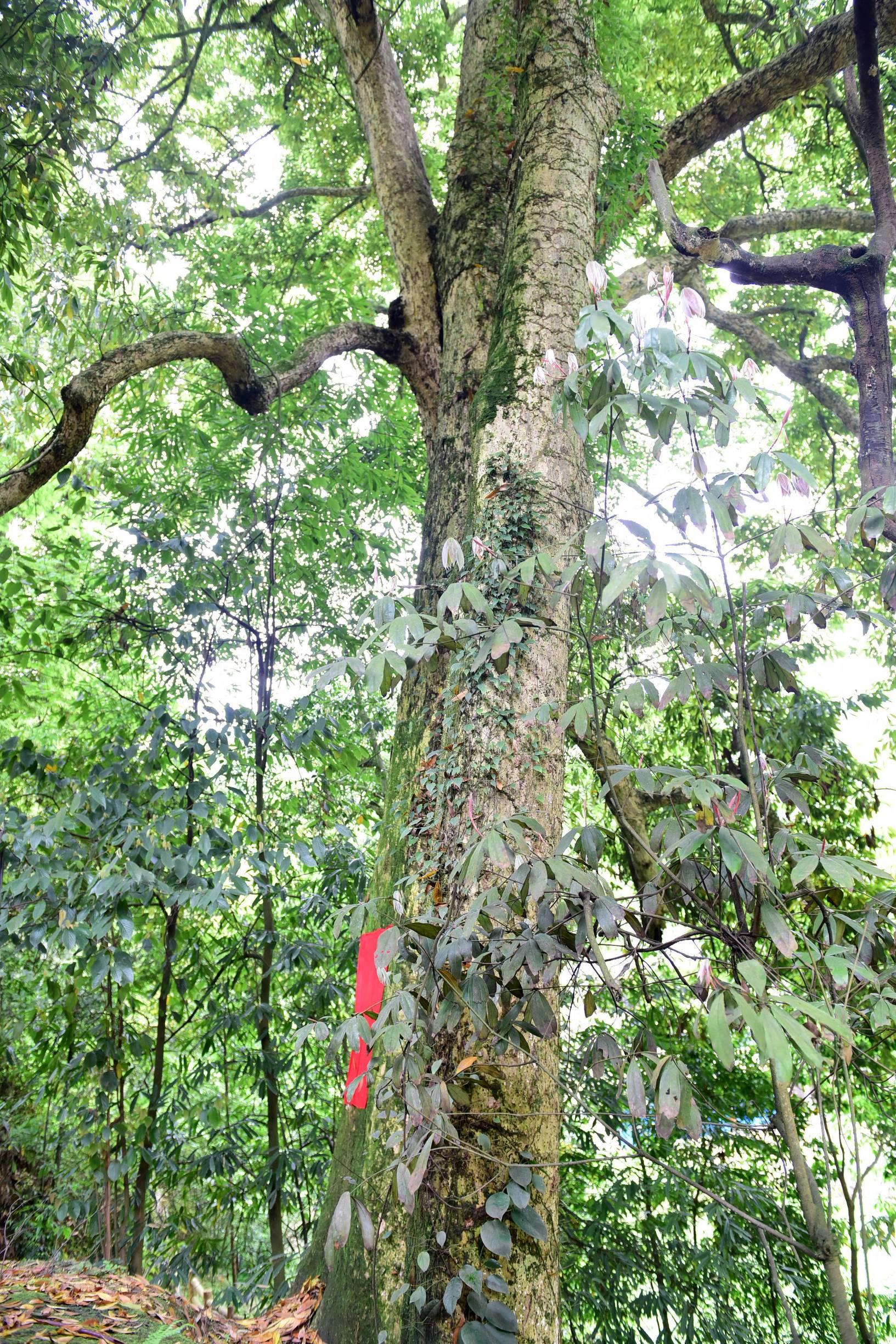 湖北山水画卷中,传统服饰演绎独白情深