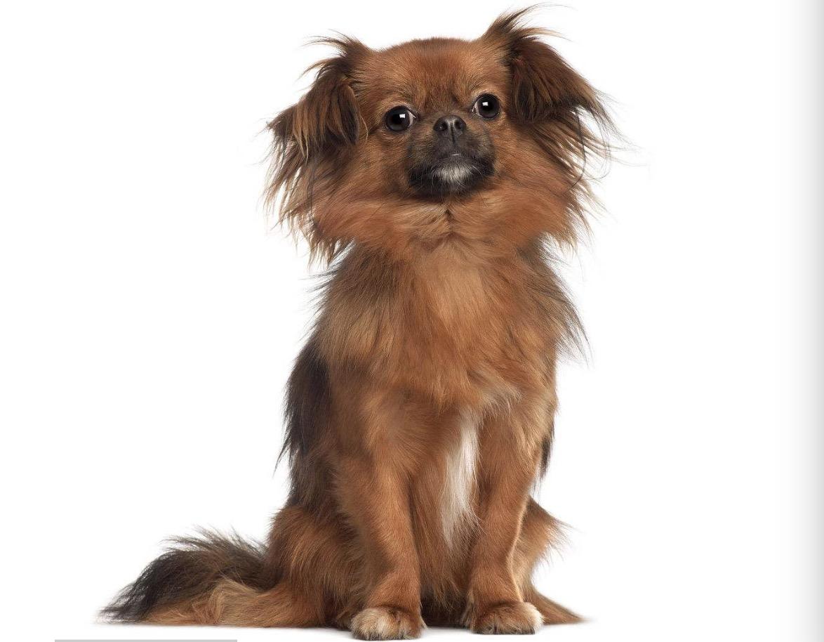 西藏探索之旅,步骤指南